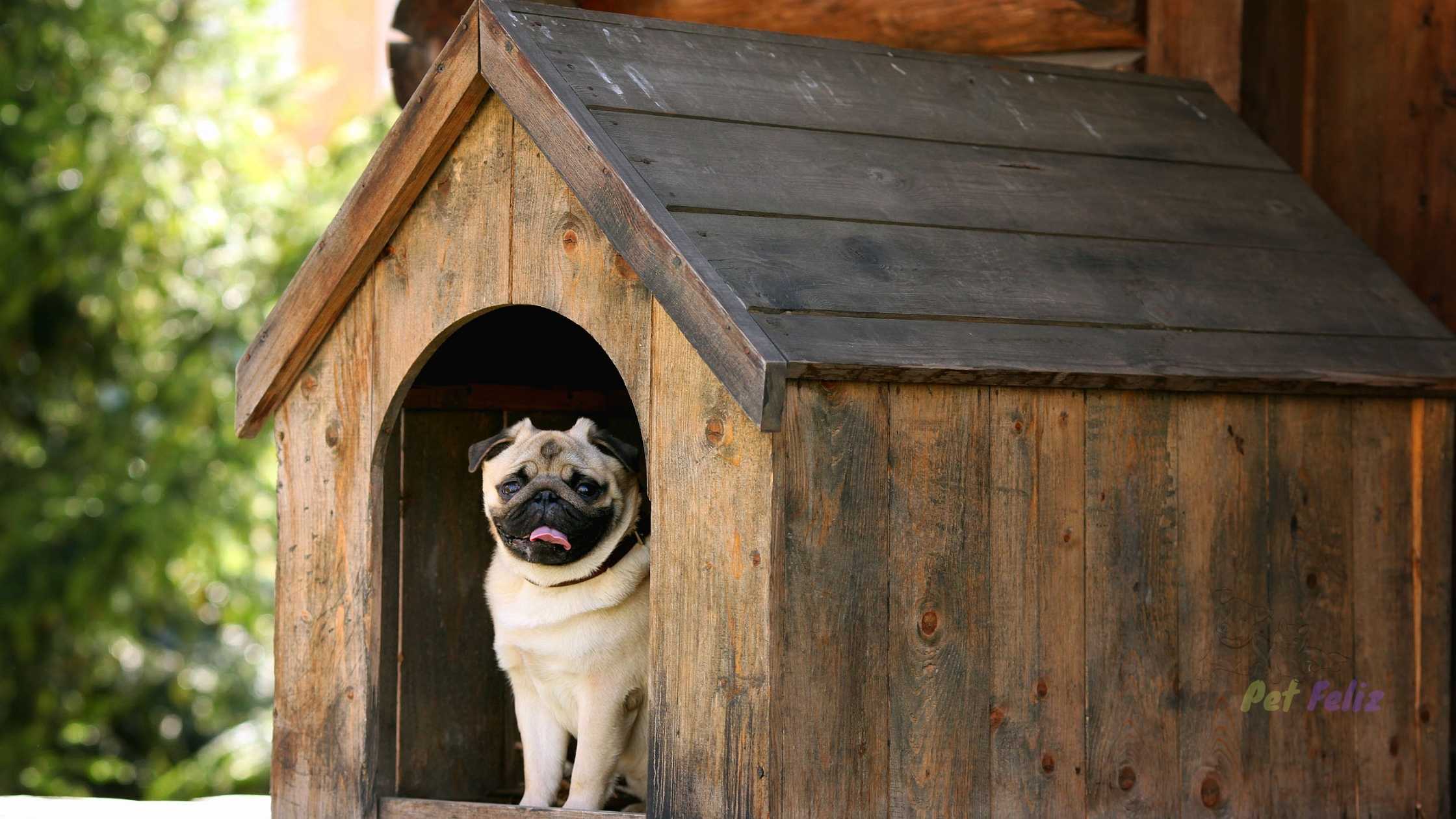 Construir uma casa para o seu cão (1)